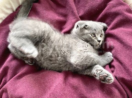 Oyuncu Scottish Fold Kedimiz Yeni Ailesini Arıyor görsel