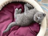 Oyuncu Scottish Fold Kedimiz Yeni Ailesini Arıyor