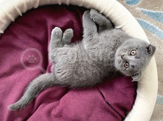 Oyuncu Scottish Fold Kedimiz Yeni Ailesini Arıyor görsel