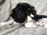 Tri Color Erkek Cavalier King Charles Yavrumuz