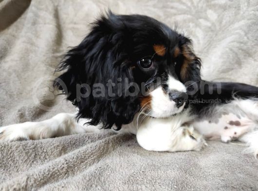 Tri Color Erkek Cavalier King Charles Yavrumuz