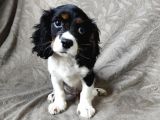 Tri Color Erkek Cavalier King Charles Yavrumuz