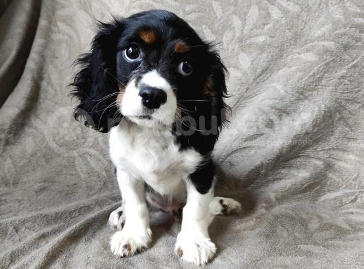 Tri Color Erkek Cavalier King Charles Yavrumuz görsel