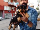 Rottweiler Yavrularımız
