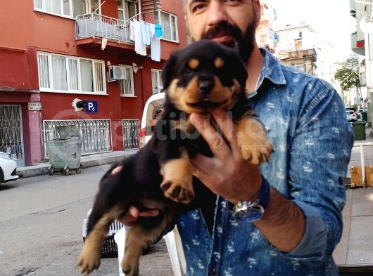 Rottweiler Yavrularımız