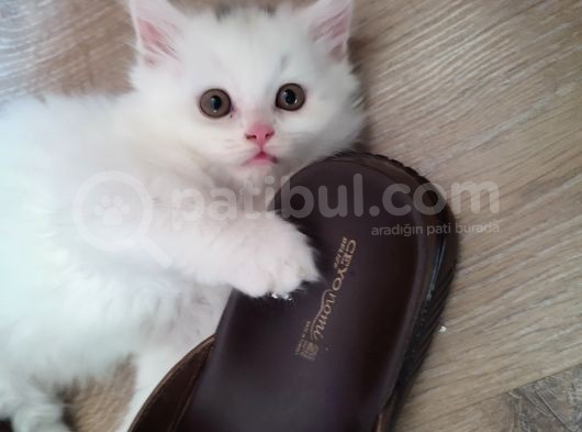Çok Tatlı 4 Kardeş görsel