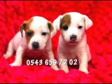 Maskeli Jack Russell Bebekler