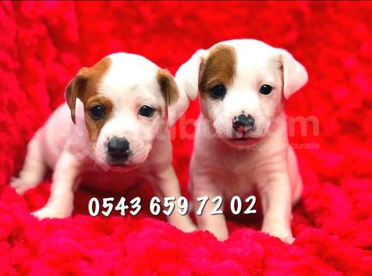Maskeli Jack Russell Bebekler