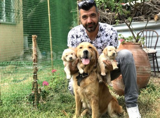 Baby Face Golden Yavrularımız