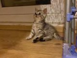 Anne Ve Babası British Shorthair 3 British Yavru
