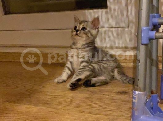 Anne Ve Babası British Shorthair 3 British Yavru görsel