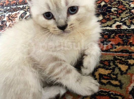 Anne Ve Babası British Shorthair 3 British Yavru görsel