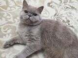 British Shorthair Lilac Prensesimiz