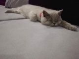 British Shorthair Lilac Prensesimiz