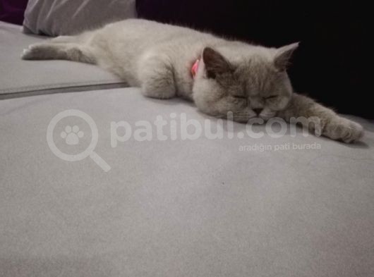 British Shorthair Lilac Prensesimiz görsel
