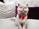 British Shorthair Lilac Prensesimiz