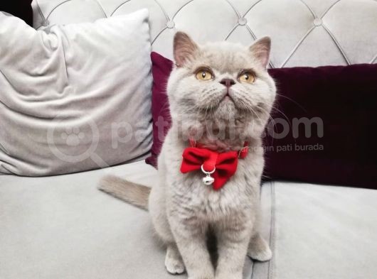 British Shorthair Lilac Prensesimiz görsel