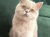 British Shorthair Lilac Prensesimiz