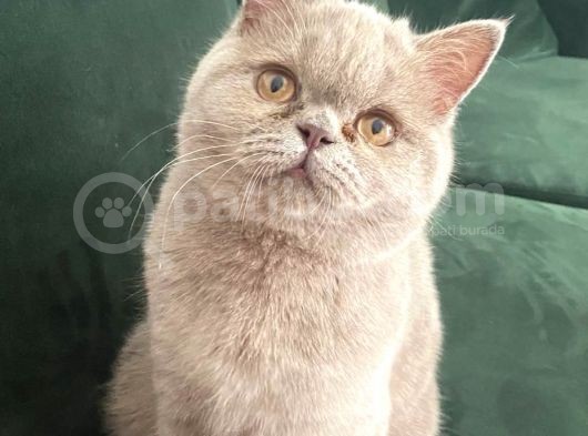 British Shorthair Lilac Prensesimiz