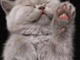British Shorthair Lilac Prensesimiz