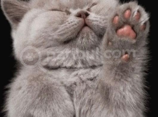 British Shorthair Lilac Prensesimiz görsel