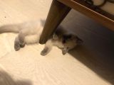 Evde Doğup Yetişmiş Safkan Britishshorthair Bluepoınt Yavrular