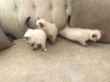 Evde Doğup Yetişmiş Safkan Britishshorthair Bluepoınt Yavrular