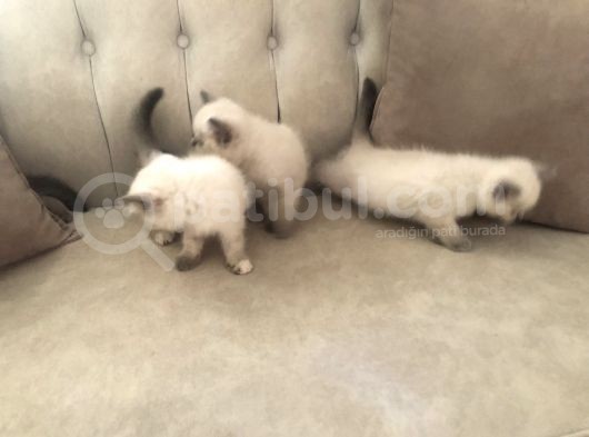 Evde Doğup Yetişmiş Safkan Britishshorthair Bluepoınt Yavrular görsel