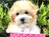 Apricot Toy Poodle Yavrumuz