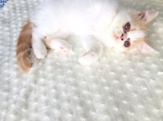 Safkan Exotic Shorthair Meleklerimiz görsel