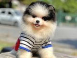 Ab Pasaportlu Pomeranian Erkek Yavrumuz