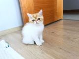 Safkan Exotic Shorthair Meleklerimiz