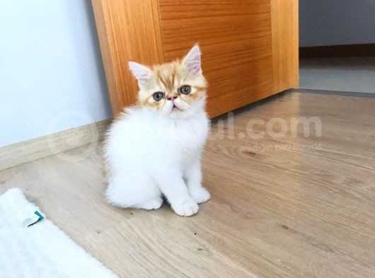 Safkan Exotic Shorthair Meleklerimiz görsel
