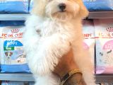 Muhteşem Mini Boy Maltipoo Bebekler