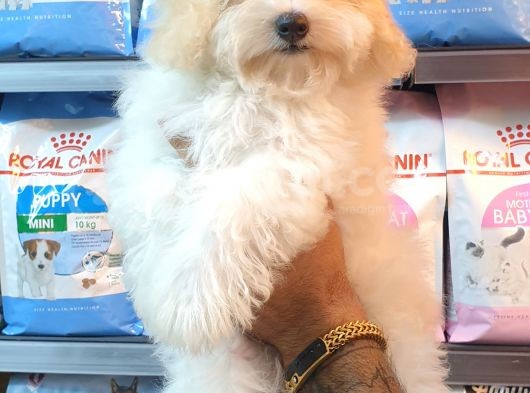 Muhteşem Mini Boy Maltipoo Bebekler