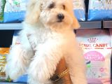 Muhteşem Mini Boy Maltipoo Bebekler