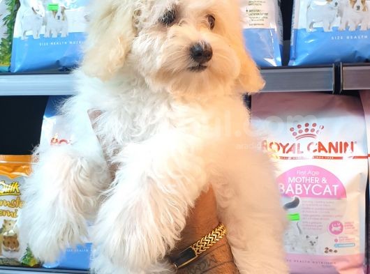 Muhteşem Mini Boy Maltipoo Bebekler görsel