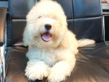 Mükemmel F1 Malti̇poo Yavrular Bakirköyde