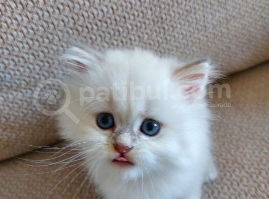Orjinal Safkan Yavru, Silver Blue görsel