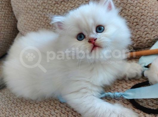 Orjinal Safkan Yavru, Silver Blue görsel