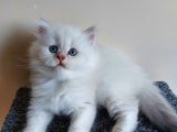 Orjinal Safkan Yavru, Silver Blue