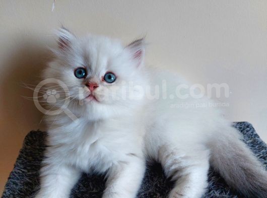 Orjinal Safkan Yavru, Silver Blue görsel