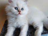Orjinal Safkan Yavru, Silver Blue