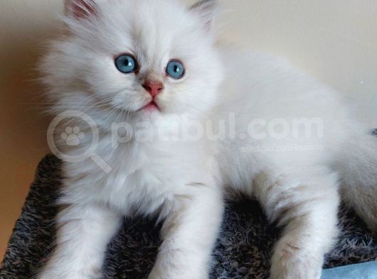 Orjinal Safkan Yavru, Silver Blue