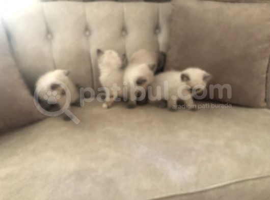 Evde Doğup Yetişmiş Safkan Britishshorthair Bluepoınt Yavrular görsel