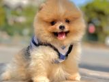 AB Pasaportlu Pomeranian Dişi Yavrumuz