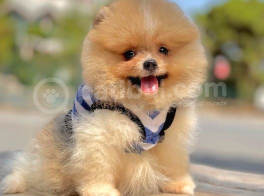 Ab Pasaportlu Pomeranian Dişi Yavrumuz