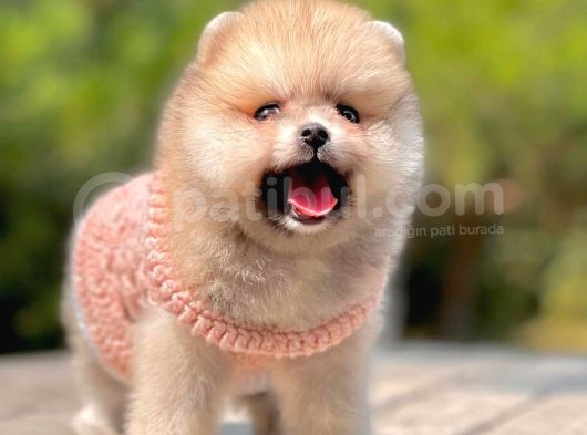 Ab Pasaportlu Pomeranian Dişi Ve Erkek Yavrumuz görsel