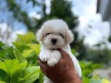 Tatli Maltese Terri̇er