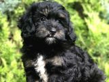 Özel Renk Yapısı Ile Phantom Poodle Yavrumuz